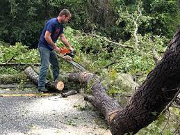 How Our Tree Care Process Works  in  Monroe, NC